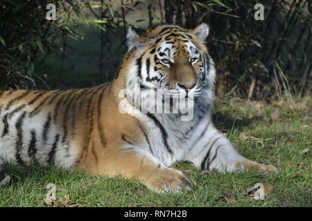 Una tigre siberiana (chiamato anche tigre di Amur) at Woburn Safari Park, Woburn, Bedfordshire, Regno Unito Foto Stock