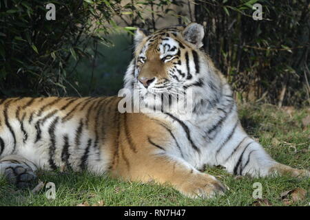Una tigre siberiana (chiamato anche tigre di Amur) at Woburn Safari Park, Woburn, Bedfordshire, Regno Unito Foto Stock