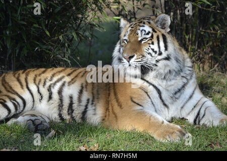 Una tigre siberiana (chiamato anche tigre di Amur) at Woburn Safari Park, Woburn, Bedfordshire, Regno Unito Foto Stock