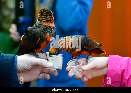 Dusky Lori pappagalli alimentazione dal visitatore con le mani in mano a Woburn Safari Park, Woburn, Bedfordshire, Regno Unito Foto Stock