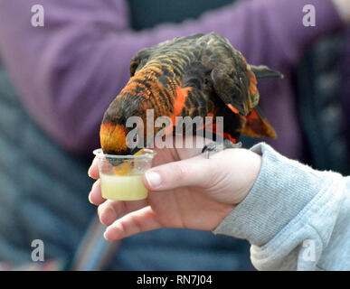 Dusky Lori Parrot alimentando il visitatore la mano a Woburn Safari Park, Woburn, Bedfordshire, Regno Unito Foto Stock