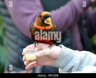 Dusky Lori Parrot alimentando il visitatore la mano a Woburn Safari Park, Woburn, Bedfordshire, Regno Unito Foto Stock