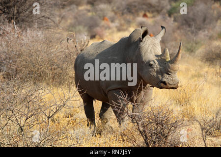 A bocca larga rinoceronte (Ceratotherium simum) nella savana della Namibia - Africa Foto Stock