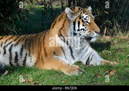 Una tigre siberiana (chiamato anche tigre di Amur) at Woburn Safari Park, Woburn, Bedfordshire, Regno Unito Foto Stock