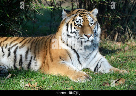 Una tigre siberiana (chiamato anche tigre di Amur) at Woburn Safari Park, Woburn, Bedfordshire, Regno Unito Foto Stock