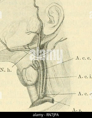 . Anatomischer Anzeiger. Anatomia, comparativo, Anatomia, comparativo. 495 (KosiNSKi) abgehen, ein vollständiges Obliterieren des 3. Aortenbogens annehmen, während das Stück Aorta dorsalis zwichen 3.und 4. Bogen persistiert. In einem solchen Falle würde anche proximale das Stück der Art. auto. int. nicht Derivat des 3. Aortenbogens, sondern vielmehr der Aorta dorsalis sein. Bei allen Fällen hingegen, welche wie unsere 2 eine, wenn auch nur kurze. Auto. comm. zeigen, sind wir gezwungen, anzunehmen, dass das Stück der Aorta ventralis, welches zwischen Mündungsstelle des 3. H . Fig. 2.und 4. Aortenb Foto Stock