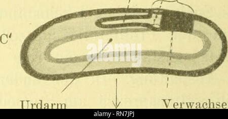 . Anatomischer Anzeiger. Anatomia, comparativo, Anatomia, comparativo. Ürdarm. Urdarm Ectochorda Verwachsener Teil des Schlundes Pr. Si prega di notare che queste immagini vengono estratte dalla pagina sottoposta a scansione di immagini che possono essere state migliorate digitalmente per la leggibilità - Colorazione e aspetto di queste illustrazioni potrebbero non perfettamente assomigliano al lavoro originale. Anatomische Gesellschaft. Jena : G. Fischer Foto Stock