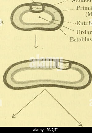 . Anatomischer Anzeiger. Anatomia, comparativo, Anatomia, comparativo. 76 welche sich vom Schlünde ausgehend, kranialwärts zwischen Ekto dem- und Entoblast hinzogt). Die Erste, kleinere Gruppe, welche ich als Entochordata benenne, umfaßt die Äcranier, die Tunicaten, und einige andere Formen aberrante, welche, wie schon gesagt, von A. Hubrecht als Invaginata bezeichnet wurden (er selbst sprach nur von den Acra- Mundschlitz. ,- • Stomoilaeum .  Priiuäier Mesoblast (Mesenchym) ""?-Entoblast  Urdarm Ectoblast Pr. Si prega di notare che queste immagini vengono estratte dalla pagina sottoposta a scansione immagini che ma Foto Stock