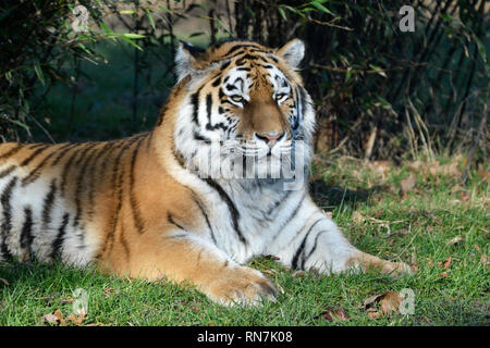 Una tigre siberiana (chiamato anche tigre di Amur) at Woburn Safari Park, Woburn, Bedfordshire, Regno Unito Foto Stock