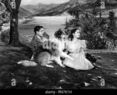 DRAKE,TAYLOR,LASSIE, il coraggio di LASSIE, 1946 Foto Stock