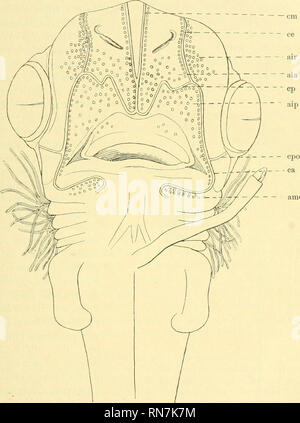 . Anatomischer Anzeiger. Anatomia, comparativo, Anatomia, comparativo. fanden. Ich konnte sie an den Innenseiten der Canales laterales von der sich nach dem unteren Ende der Kiemenregion hinziehenden Seitenverzweigung (siehe diese bei Beschreibung des nächsten stadi) des Canalis lateralis bis zum Canalis occipitalis verfolgen, wo die Reihe - amd. Fig. 2, Spinax-Embryo von 36 mm Länge. Ventralansicht. Darstellung der Sinneskanäle und der LOEENZlNischen Ampullen, cm Canalis medianus. aria ampolle infrarostrales. aia Amp. infraorbitales ant. aip Amp. infraorb. post, cp Canalis prae- oralis. ca C Foto Stock