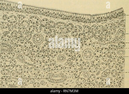 . Anatomischer Anzeiger. Anatomia, comparativo, Anatomia, comparativo. 378 zwischen den Rändern freier und befeuchteter Zelleno1)erflächen vor- handene Einrichtungen in der Wand zwischenzelHger Sekretgänge zu finden, während sie un binnenzelligen Gängen fehlen müssen", da sich bei letzteren doch nur eine Zelle an der Bildung der Sekretkapillaren beteiligt. In meinen Präparaten von der lateralen Nasendrüse sind überall Kittleisten (Fig. 5 hi u. ki^) sichtbar; es ergibt sich daraus, dass die Sekretkapillaren derselben sämtlich liegen intercellulari. - Alle angegebenen Merkmale, besonders das Ve Foto Stock
