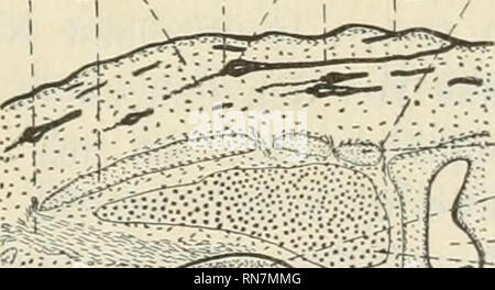 . Anatomischer Anzeiger. Anatomia, comparativo, Anatomia, comparativo. 509 Ampullen liegen über dem Knorpel der Nasenkapsel (kn), der hier noch aus verdichtetem Mesenchym besteht i). Ueber den längs ge- troffenen Ampullen liegen 2 quer getroä'ene, in Gestalt zweier Kreise mit feinem lume. Außerdem sind noch dorsale zahlreiche Blut- gefäße (bl) und ein Querschnitt des Sinneskanalsystems Mit einem Querkanälchen, dem Canalis suprarostraHs zugehörig (CSR), sichtbar. Die pièces des Sinneskanalsystems sind stets durch eine Verdichtung des Mesenchyms (VE) in ihrer Umgebung charakterisiert, welche später Foto Stock