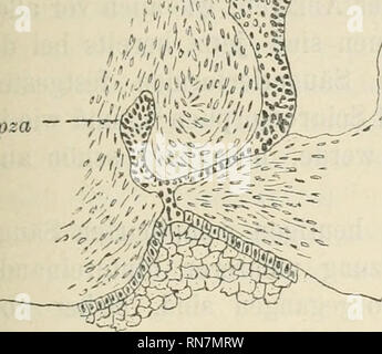 . Anatomischer Anzeiger. Anatomia, comparativo, Anatomia, comparativo. 489 Pza. -^P-'M pza - -/'- I 0. Si prega di notare che queste immagini vengono estratte dalla pagina sottoposta a scansione di immagini che possono essere state migliorate digitalmente per la leggibilità - Colorazione e aspetto di queste illustrazioni potrebbero non perfettamente assomigliano al lavoro originale. Anatomische Gesellschaft. Jena : G. Fischer Foto Stock