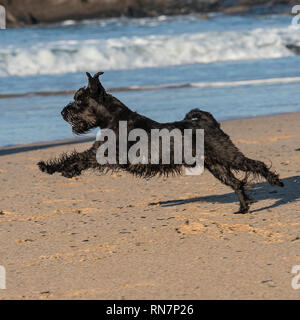 Miniatura schnauzer cane Foto Stock