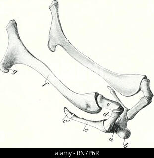 . L'anatomia di animali domestici. Anatomia Veterinaria. 140 lo scheletro del bue sei alveoli per la guancia inferiore denti; la prima è ciuite piccole, e aumentano di dimensioni da prima tiackward. La parte verticale è molto più piccolo del cavallo e del suo Ijorder posteriore è relativamente sottile di seguito, concava e una più ampia al)TOT. Il forame mandibolare è circa in tlie metà della sua superficie mediale, anil una scanalatura per Coronoid processo 1 / Coiulyle Inci!:^S^^ Sijniphyscal angolo di superficie Fig. 136.-DIRITTO H.vlf di M.indible di m i , 1, Mundillular foramen; 2. scanalatura per Uuguai ho il nervo linguale curve Foto Stock