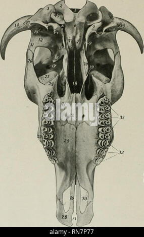 . L'anatomia di animali domestici. Anatomia Veterinaria. 136 lo scheletro del bue lunghezza del cranio e tutto il tetto del cranio tlic. Il bordo posteriore di forma con la parietals una grande centrale frontale eminenza (Toro frontalis), il punto più alto del cranio. In corrispondenza della giunzione del posteriore e il bordo laterale è il processus comus o "horn core", per il supporto dell'avvisatore acustico. Questi proc-. La Fia. 134.-Cranio di bue. senza M.ndible; vista ventrale. 1. Il foramen magnum; 2, condilo occipitale; 3, paramastoid processo; 4, condyloid foramen; 5. il foramen la 6, basilar parte di occipit Foto Stock