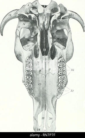 . L'anatomia di animali domestici. Anatomia Veterinaria. 136 lo scheletro del bue lunghezza del cranio e tutto il tetto del cranio. Il bordo posteriore di forma con la parietals una grande centrale frontale eminenza (Toro frontalis), il più alto ]ioint del cranio. In corrispondenza della giunzione del posteriore e il bordo laterale è il processus comus o "horn core", per il supporto dell'avvisatore acustico. Questi proc-. FlG. 134.-Cranio di bue, witikut M ndible; vista ventrale. 1, il foramen magnum; 2, condilo occipitale; 3, paramiustoid processo: 4, condyloid foramen; 5, foramen lacerum; 6, basilar parte del Foto Stock