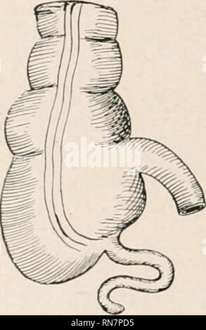 . Anatomia in poche parole : un trattato di anatomia umana nella sua relazione di osteopatia. Anatomia umana; medicina osteopatica; medicina osteopatica; Anatomia. NO. 3.. Si prega di notare che queste immagini vengono estratte dalla pagina sottoposta a scansione di immagini che possono essere state migliorate digitalmente per la leggibilità - Colorazione e aspetto di queste illustrazioni potrebbero non perfettamente assomigliano al lavoro originale. Laughlin, William Ross. Kirksville, Missouri : William Ross Laughlin Foto Stock