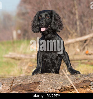 English cocker spaniel cane Foto Stock