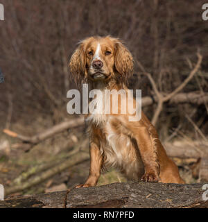 English cocker spaniel cane Foto Stock