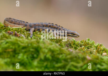 Il tritone crestato liscia, noto anche come il tritone comune Lissotriton vulgaris precedentemente Triturus vulgaris in ceco Repiblic Foto Stock