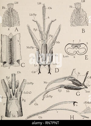 . L'anatomia del miele delle api. Insetti; le api; le api anatomia; Honeybee anatomia. La testa del BEE AXD le sue appendici. 43 4. La proboscide. Il cospicuo gruppo di bocca appendici in il miele delle api, formare ciò che è comunemente noto come la proboscide (fig. 9 A. PRB).. Fig. 15.-parti di bocca del lavoratore: UN, punta di glossa. mostra labellum (L&amp;Zi. I peli di guardia (HR). e scanalatura ventrale (fc) ; B. stesso, da sopra: C, piccolo pezzo di glossal asta (r) con parti adiacenti delle pareti (q) di glossal canal allegata, che mostra canale ventrale (11 custodito da righe di peli. D. parti formanti la proboscide, labium Foto Stock