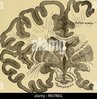 . L'anatomia del sistema nervoso centrale di uomo e di vertebrati in generale. Neuroanatomia; il sistema nervoso centrale. Il PORM-EELATIONS dell umana BEAIN. 189 Il tetto del mesencefalo inizia dietro il corpo pineale. Il commissiira posteriore, il crnra del quale passano all'indietro attraverso la metà del cervello, è considerata come la maggior parte anteriore del tetto. Corpora qnadrigemina, che appare appena dietro la commissura, sarà considerato più strettamente più tardi. Solo la porzione mediale del corpo striato, il nucleo caudatus, è visibile se il cervello è aperto, come è stato appena fatto, da abo Foto Stock