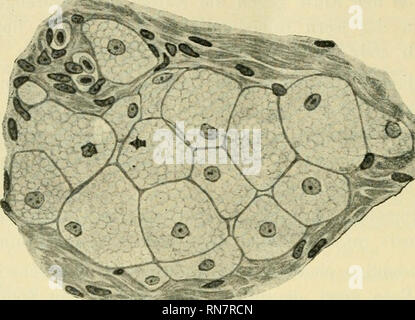 . Anatomischer Anzeiger. Anatomia, comparativo, Anatomia, comparativo. 394. Abb. 5.. Si prega di notare che queste immagini vengono estratte dalla pagina sottoposta a scansione di immagini che possono essere state migliorate digitalmente per la leggibilità - Colorazione e aspetto di queste illustrazioni potrebbero non perfettamente assomigliano al lavoro originale. Anatomische Gesellschaft. Jena : G. Fischer Foto Stock