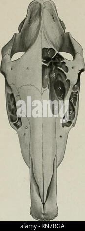 . L'anatomia di animali domestici. Anatomia Veterinaria. 84 lo scheletro del cavallo sovrastata dalla turbinate ventrale osso; esso è di gran lunga il più grande e il percorso diretto tra le narici e narici posteriore. La materia ossea apertura nasale (Apertura nasi ossea) è delimitata dalle ossa nasali e la premaxillse. L'estremità posteriore o fundus è separ- ated dalla cavità cranica dalla piastra cribriform della sinusite etmoide ed è in gran parte occupata dalle masse laterali di tale osso. Seni paranasali Connectetl direttamente o indirettamente con la cavità nasale, di cui essi sono dei diverticoli, un Foto Stock