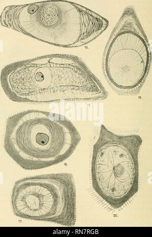 . Anatomischer Anzeiger. Anatomia, comparativo, Anatomia, comparativo. 444. Maiale. 15-20.. Si prega di notare che queste immagini vengono estratte dalla pagina sottoposta a scansione di immagini che possono essere state migliorate digitalmente per la leggibilità - Colorazione e aspetto di queste illustrazioni potrebbero non perfettamente assomigliano al lavoro originale. Anatomische Gesellschaft. Jena : G. Fischer Foto Stock