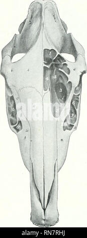 . L'anatomia di animali domestici. Anatomia Veterinaria. 84 lo scheletro del cavallo sovrastata dalla turbinate ventrale osso; esso è di gran lunga il più grande e il percorso diretto tra le narici e narici posteriore. La materia ossea apertura nasale (Apertura nasi ossea) è delimitata dalle ossa nasali e la premaxillffi. L'estremità jMisterior o fundus è separ- ated dalla cavità cranica dalla piastra cribriform del etlimoid ed è in gran parte occupata dalle masse laterali di tale osso. Seni paranasali collegato tlirectly o indirettamente con la cavità nasale, di cui essi sono dei diverticoli Foto Stock