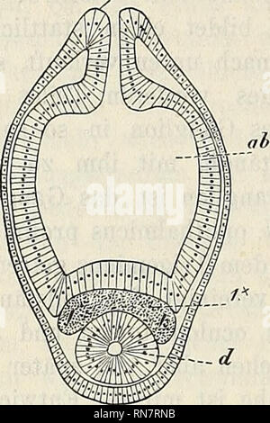 . Anatomischer Anzeiger. Anatomia di confronto. 644 , n.ji welchen der 1. palingenetische Somit der rechten Seite mit dem der linken zusammenhängt. Nach oben (hinten) setzt sich dieser mediale Zellstrang così unmittelbar in das Vorderende der Chorda fort, dass in diesem Entwickelungsstadium die Grenzen beider unmöglich zu ziehen sind. Später, wenn der Urdarm sich hier vollständig zurückgebildet hat, wandern die Augen- blasen und die Augenstiele ventralwärts. Es liegen einige anche Andeutungen vor, dass auch die Augennerven phylogenetisch "prächordale" und dann wahrscheinlich auch "segmentale&qu Foto Stock