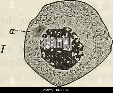 . Anatomischer Anzeiger. Anatomia di confronto. 551 cospicuamente relativi a una marcata polarizzazione dei cromosomi la loro attenzione essendo rappresentato dalla centrosomes e archoplasm presi insieme. Nelle cellule dopo la penultima divisione la archoplasm è solo brilla per la sua assenza, la sua scomparsa essendo direttamente collegato con un processo di estrusione del mandrino intero - o piuttosto intra-zonal - fibre come una massa fusiforme tra le cellule figlie (Fig. II). Al centro di questa Messa ci sono per essere trovati 3-6 piccole particelle cromatiche disposti come un equatoriale banda trasversale (fig. 26), co Foto Stock