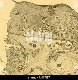 . Anatomischer Anzeiger. Anatomia, comparativo, Anatomia, comparativo. 520 ,.&GT;v. liegenden Anteile vollkommen mit den typischen perforierenden Mus- kelfasern übereinstimmen, dürfen wir Ihnen in wohl mit Recht Über- gangsformen zwischen perforierenden Muskelfasern und Drüsenmuskelu erblicken. Es ergab sich hieraus die Frage, wie das Vorkommen derartiger Übergangsformen entwicklungsgeschichtlich zu deuten sei. Die Lösung dieser Frage lag nahe" wenn wir uns an die von mir beschriebene arte der Entwicklung der perforierenden Muskelfasern erinnern. Wir kommen damit auch gleichzeitig zur Besprechung Foto Stock