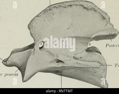 Solipedi . L'anatomia di animali domestici. Anatomia Veterinaria. 36 lo ...
