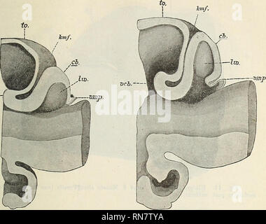 . Anatomischer Anzeiger. Anatomia di confronto. 495 Fig. 12. Fig. 13. Dcbr-. Fig. 12. Hintere Hirnhälfte Forellenembryos eines von 91 Tagen (Medianschnitt). Vergr. 75. Fig. 13. Hintere Hirnhälfte Forellenembryos eines von 100 Tagen (Medianschnitt). Vergr. 75. cerebelli primitivum bezeichnet habe, die Seitenwülste (Iw) ein- geschlossen sind (Fig. 11, 12 und 13 cb). Letztere nehmen weiterhin un Ausdehnung zu und engen das Cavum cerebelli mehr und mehr ein. Die Medianfurche wird bald auf einen schmalen Spalt reducirt (Fig. 18 und 19 MF), und schließlich kommt es in der Mittellinie zu einer central Foto Stock