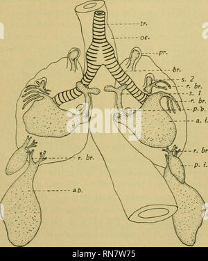 . Anatomischer Anzeiger. Anatomia, comparativo, Anatomia, comparativo. 489 L'undicesimo giorno stadio. Circa a metà della undicesima giornata dello sviluppo i polmoni e aria-sac mostrano l'effetto di una più rapida crescita. L'aria- sacs, come mostrato in Fig. 6, sono relativamente molto più grandi che in prece- ding stadi. Il prebronchial sac (pr). ora comincia a espandersi in corrispondenza della sua estremità distale. La frazione mediale (S. 1) della sub-bronchiale sac è diviso in corrispondenza di una sua estremità in due lobi come bronches. Il più mediale di questi. Fig. 6. Vista ventrale di uninjected luugs di dieci e mezza giornata embrione. Mostra l'aria-sac e t Foto Stock