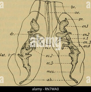 . Anatomischer Anzeiger. Anatomia, comparativo, Anatomia, comparativo. 484 Il più giovane degli embrioni in cui qualunque air-sac appaiono come sporgenze dai polmoni adatti sono nella prima parte del settimo giorno di sviluppo. In, un embrione di sei giorni e sei ore di incubazione, l'aria addominale-sac (Fig. 1) progetti come estensione dai polmoni corretto. Il primordium di questo sac è ben illustrato nella figura come la porzione distale si trova oltre la curva del polmone centrale tubo. Nello stesso embrione può essere visto che la prima indicazione della prebronchial air-sac Qjr.). Il bud da cui esso è formato Foto Stock