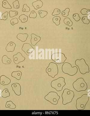 . Anatomischer Anzeiger. Anatomia, comparativo, Anatomia, comparativo. 378 esistono altresi delle cellule di media grandezza frequentissime nei ganglii cospicui del corpo e piu scarse in quelli della porzione basale della coda.. Fig. 5. Fig. 6. Aggiungero che, esaminando le ultime radici spinali della coda, non si apprezzano differenze^) di grandezza cellulare fra il ganglio 1) Nella Testudo nemuralis ho invece osservato che, a livello delle radici spinali caudali piu prossime al tronco, le cellule dei ganglietti accessorii annone volume delle Nazioni Unite alquanto minore delle cellule dei ganglii corrispondenti Foto Stock