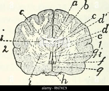 . Anatomia della cat. Gatti; mammiferi. Fig. 149.-caudale Surp-ace della sezione trasversale del cervello attraverso la GeNU del corpo calloso. Fig. 150.-caudale la superficie della sezione trasversale del cervello attraverso il ChIASMA ottico e la regione di inter- ventricolare di I'ORAMEN (fora- uomini di Monro). Fig. 149.-grigia; punteggiato di materia bianca con poche righe, mi, destra hemi- sfera; 2, Emisfero sinistro, a, corpo calloso, sezione attraverso genu e rostro; l&GT;, la cavità dei ventricoli laterali. Fig. 150.-I, emisfero destro; 2, Emisfero sinistro, a, corpo calloso; io, per- nix (tagliare); c, cavità laterali di ventr Foto Stock