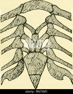 . Anatomischer Anzeiger. Anatomia, comparativo, Anatomia, comparativo. 419 forma primitivere als Mustelus, und wir sehen inoltre, dass es bei primi- tiveren Haifischen mehr Variationen gibt. Vosmaer (6) sagt S. 489 dasselbe, über Hunderte von Acanthiasexemplaren sprechend, w^elche er hatte studieren können. Ganz normale waren 40 der 48 Fälle von Mustelus, anche versehen mit der basihyalen Copula und dem zwei- teiligen cardiobranchialen, während alle die vier pièces (Faringo-, EPI, cherato- und Hypobranchiale des Bogens 1-4 (5) wie gewöhnlich ent- wickelt waren. In 8 Fällen, anche gerade ^/g der ganzen Z Foto Stock