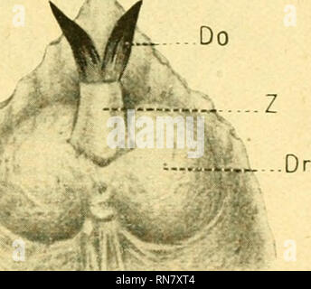 . Anatomischer Anzeiger. Anatomia, comparativo, Anatomia, comparativo. 293 in modo macht es schon der verschiedene Bau der Bürzeldrüse bei den einzelnen Arten wahrscheinlich, dass bei der Entnahme des Sekretes in verschiedener Weise vorgegangen werden muß. Betrachtet man die Bürzeldrüse eines Hühnervogels, z. B. die mir gerade vorliegende Drüse des Anerhahnes(t'ho?^rao urogalhis Linn.), in modo sieht man, wie sich von der dorsalen Fläche des etwa nierenförmigen Drüsenkörpers ein zylindrischer Fortsatz - eine arte Zitze - erhebt, die gegen die Steißbeinspitze gerichtet erscheint (abb. la und Ib). Die die Zitz Foto Stock