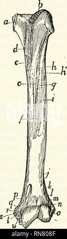 . Anatomia della cat. Gatti; mammiferi. Muscoli DEL TORACE ARTI 171. Si prega di notare che queste immagini vengono estratte dalla pagina sottoposta a scansione di immagini che possono essere state migliorate digitalmente per la leggibilità - Colorazione e aspetto di queste illustrazioni potrebbero non perfettamente assomigliano al lavoro originale. Reighard, Jacob Ellsworth, 1861-1942; Jennings, H. S. (Herbert Spencer), 1868-1947. [Austin, TX] : BookLab, Inc. Foto Stock