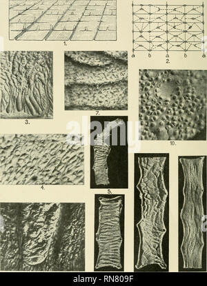 . Anatomischer Anzeiger. Anatomia, comparativo, Anatomia, comparativo. Anatomischer Anzeiger Bd. 54. M. C r e III e r, Rumpfdarmschleiinhaid.. 'I^^ik 'dt" -." - ? F'-. M 'j JT "* "" K ? T '?4 • 11. 6. 8. Verlapr von Gustav Fischer in Jena.. Si prega di notare che queste immagini vengono estratte dalla pagina sottoposta a scansione di immagini che possono essere state migliorate digitalmente per la leggibilità - Colorazione e aspetto di queste illustrazioni potrebbero non perfettamente assomigliano al lavoro originale. Anatomische Gesellschaft. Jena : G. Fischer Foto Stock