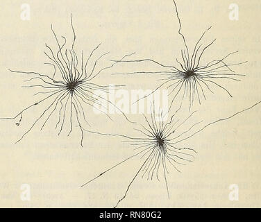 . Anatomischer Anzeiger. Anatomia di confronto. Fig. 2.. Si prega di notare che queste immagini vengono estratte dalla pagina sottoposta a scansione di immagini che possono essere state migliorate digitalmente per la leggibilità - Colorazione e aspetto di queste illustrazioni potrebbero non perfettamente assomigliano al lavoro originale. Anatomische Gesellschaft. Jena : G. Fischer Foto Stock