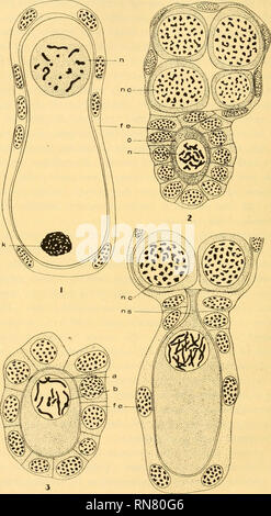 . Anatomischer Anzeiger. Anatomia, comparativo, Anatomia, comparativo. 54. Fig. 1. Una sezione longitudinale attraverso un uovo ovarico quasi pronto per essere prevista. In prossimità della estremità posteriore si trova il keimbahn-cromatina (k), e vicino alla estremità posteriore del nucleo (w). X 800.. Si prega di notare che queste immagini vengono estratte dalla pagina sottoposta a scansione di immagini che possono essere state migliorate digitalmente per la leggibilità - Colorazione e aspetto di queste illustrazioni potrebbero non perfettamente assomigliano al lavoro originale. Anatomische Gesellschaft. Jena : G. Fischer Foto Stock