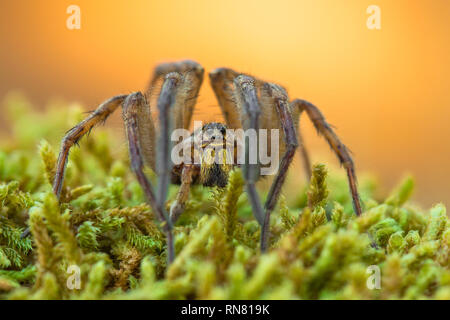 Wolf spider Hogna radiata nel Parco Nazionale di Paklenica Croazia Foto Stock