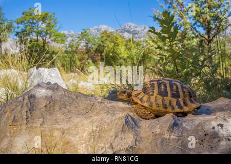 Hermann's Tartaruga Testudo hermanni nel Parco Nazionale di Paklenica Croazia Foto Stock