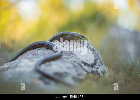 Unione legless lizard Pseudopus apodus nel Parco Nazionale di Paklenica Croazia Foto Stock